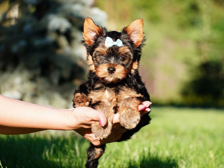 Йорки елітні малюки шукають турботливу сім’ю