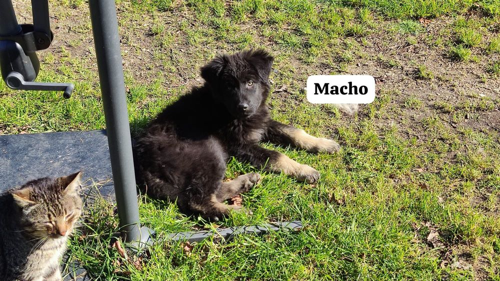 Cães serra da estrela bebés 2 machos