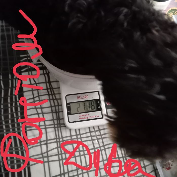 Мальтіпу F2 манюня.