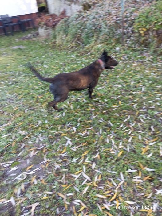 Kto pokocha cudownego Czarusia