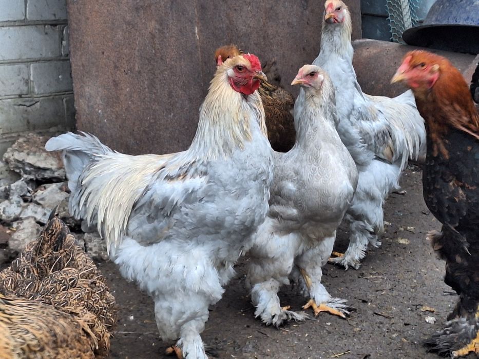 Кури брама Ізабела та Куріпчаста