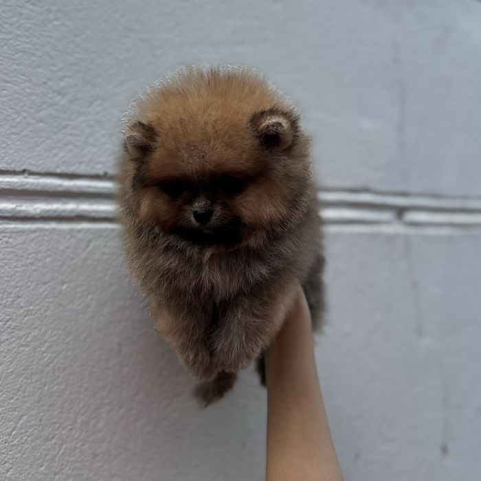 ляльковий Ведмедик шоу классу