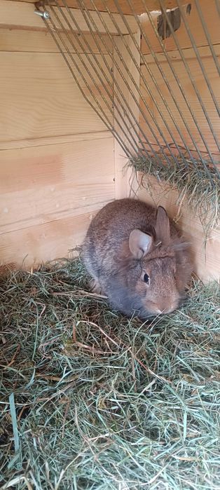 Króliki miniaturowe