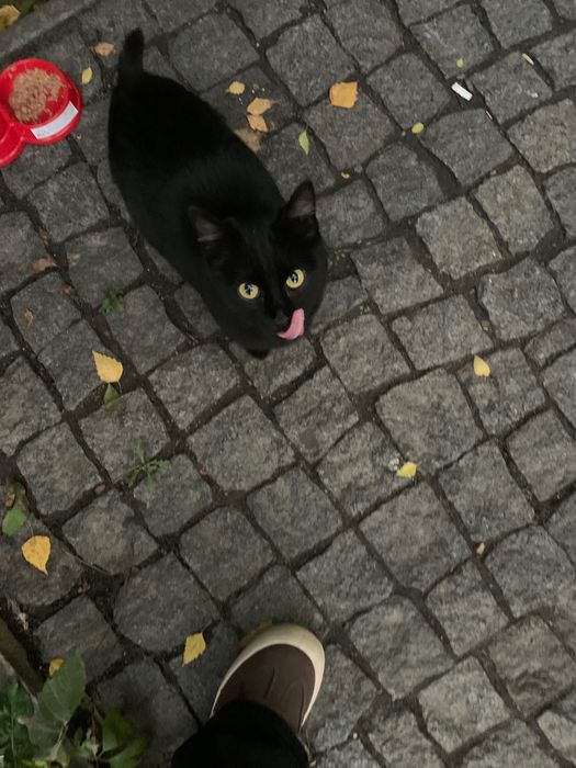 кішка Ілона хоче знайти родину