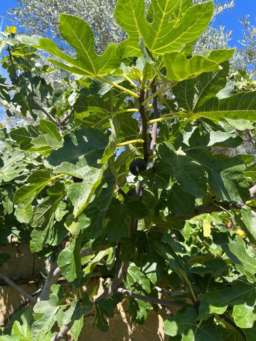 Figueiras/Abebreiras em vaso