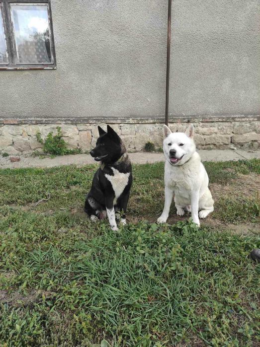 американська акіта