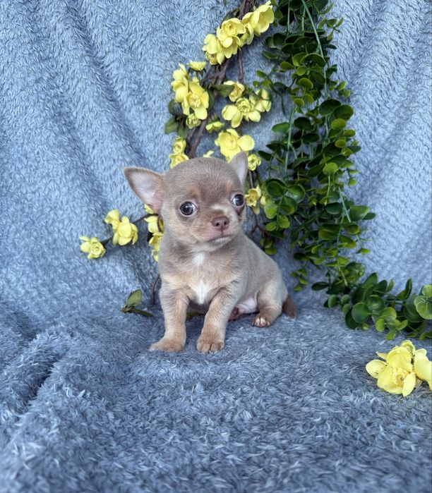 Excecional mini cor rara menino Isabella Chihuahua/Chiuaua.LinhagemRussa,Qualidade