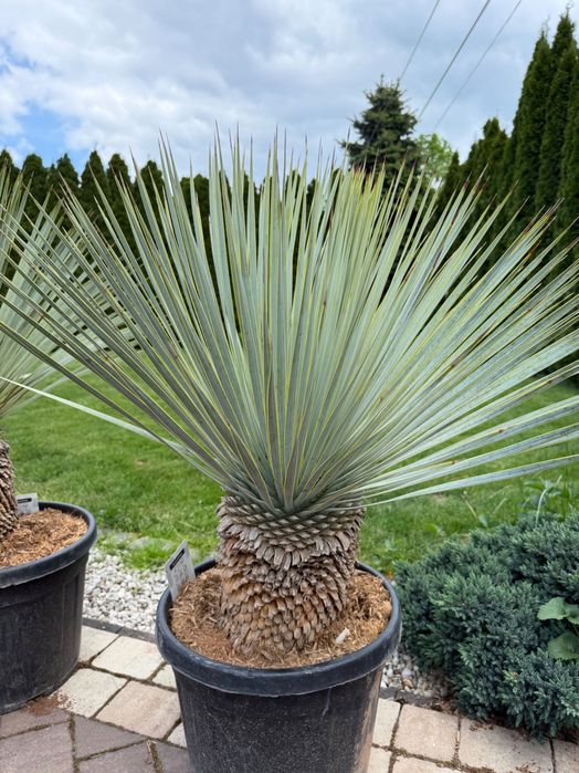 Yucca Rostrata - Juka mrozoodporna | EGZOTYKI | Ogród | Taras