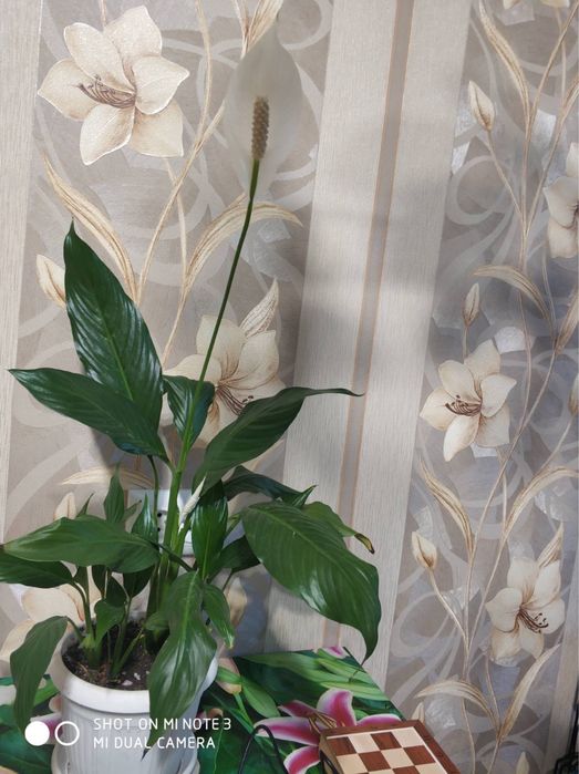 Фиалка+ Спатифиллум (Женское счастье)