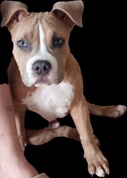 American Staffordshire Terrier