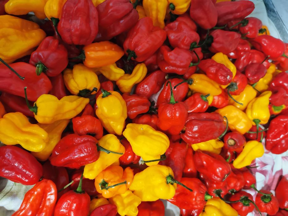 Продам супергострий перець сорту Habanero red та Habanero yelloy