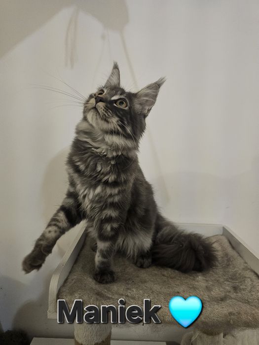 Kocurek maine coon