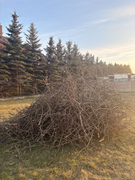 Oddam gałęzie po czereśni