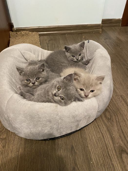 Продам гарненьких кошенят шотланської породи (скотіш)