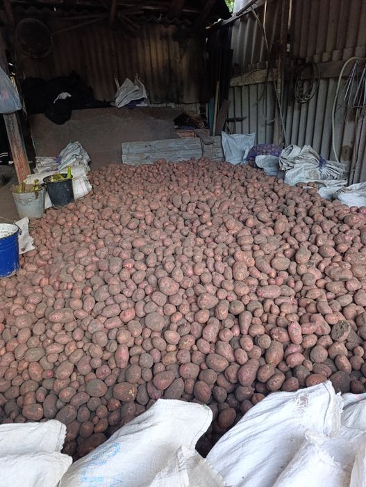 Продам велику картоплю сорт Вереміївка ,Роко