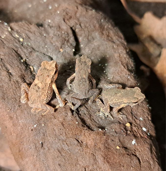 Bufo (Ingerophrynus) parvus / ropuszka / płaz egzotyczny / ropucha ...