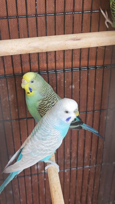 Periquitos adultos e saudáveis - várias cores!