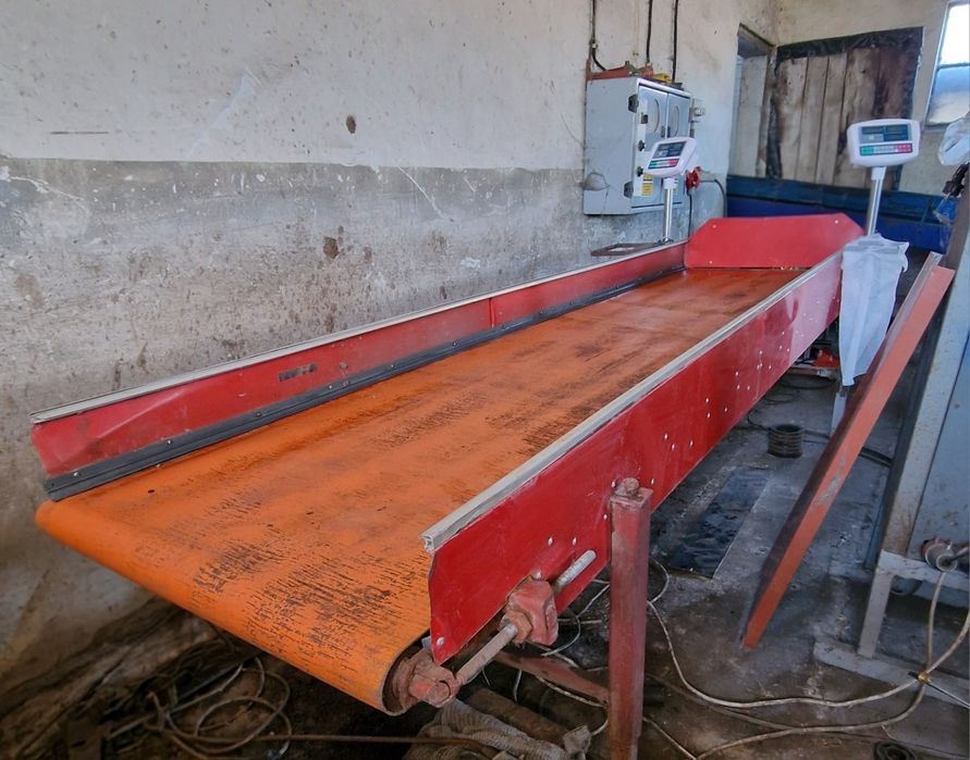 Taśmociąg do pakowania warzyw z wagami