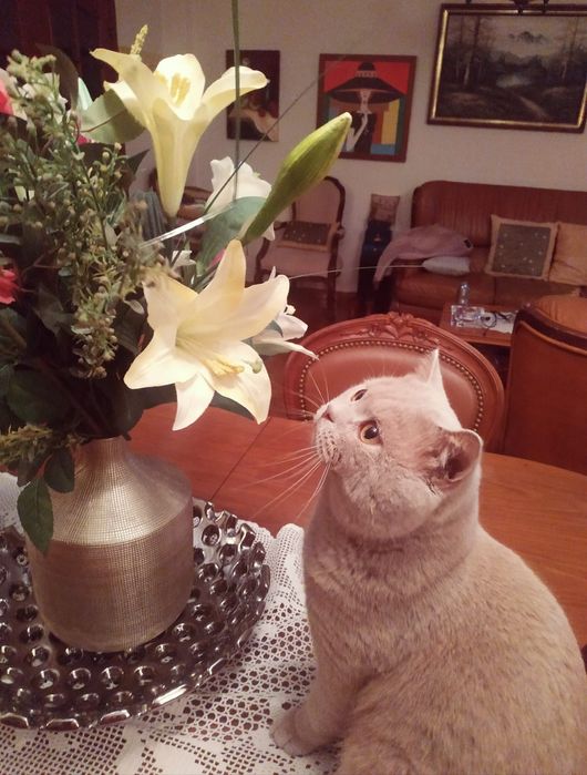 Gato macho British para acasalar