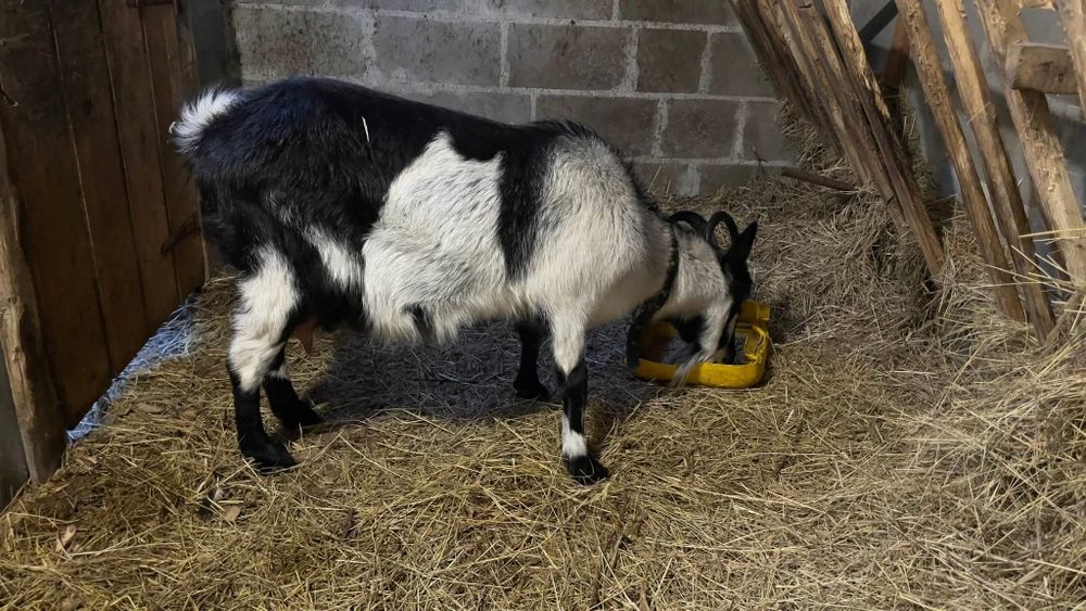 Продам козу. Прогулянка другий раз.