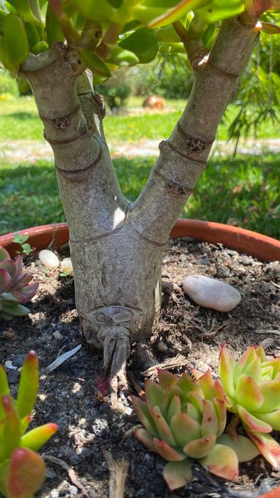 Suculenta jade tipo bonsai