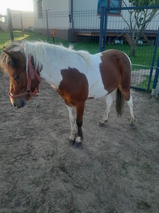 Sprzedam kucyki.