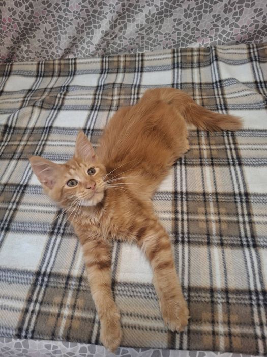 Мейн-кун чистокровный  котик