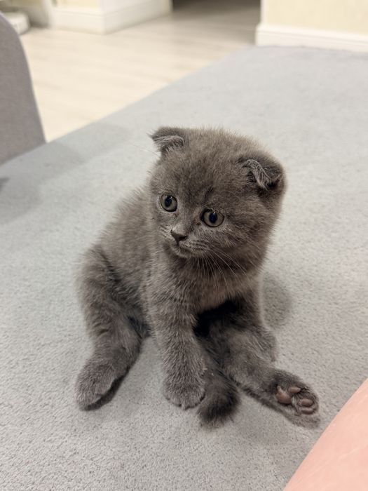 Продам шотландських кошенят.