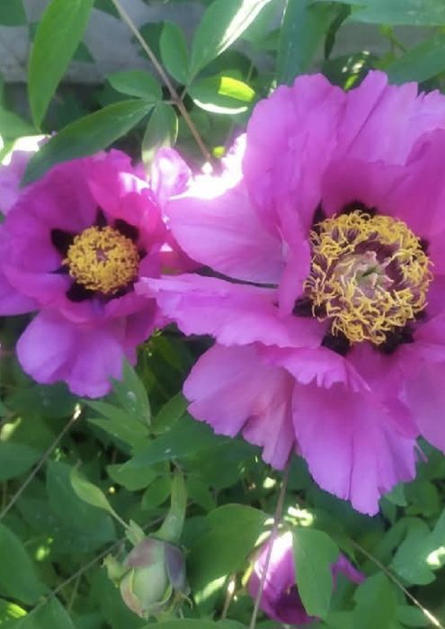 Тион древовидний