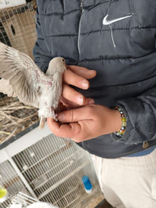 Agaponis roseicollis canela