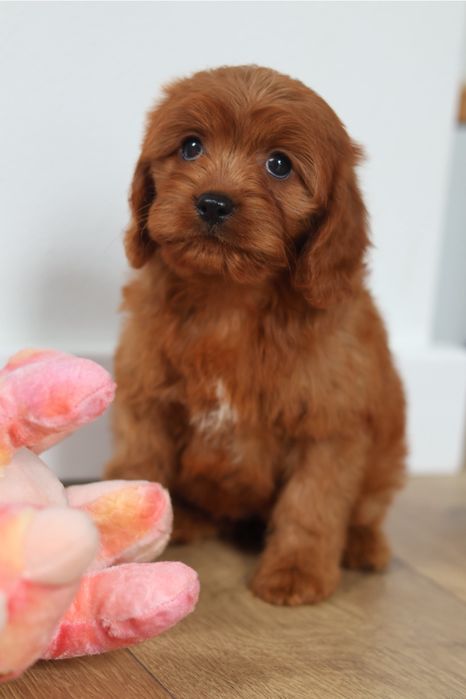 Cavapoo suczka Red