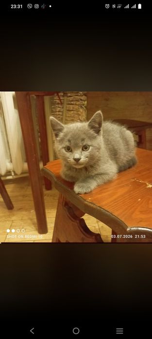 Прилаштовується в добрі руки кошенята хлопці та дівчата