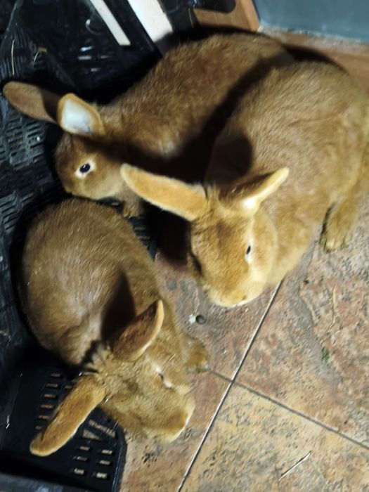 Кролі Бургундської породи та НЗЧ(Новозеландська Червона)