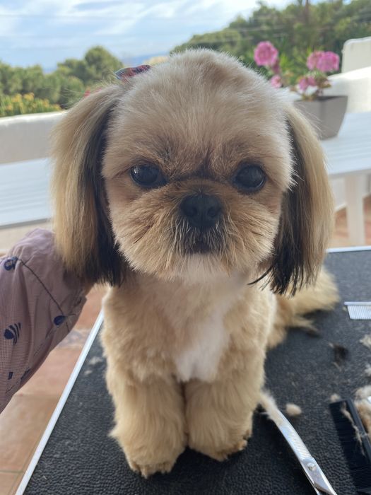 Стрижка собак и котів у Вас вдома. Грумер