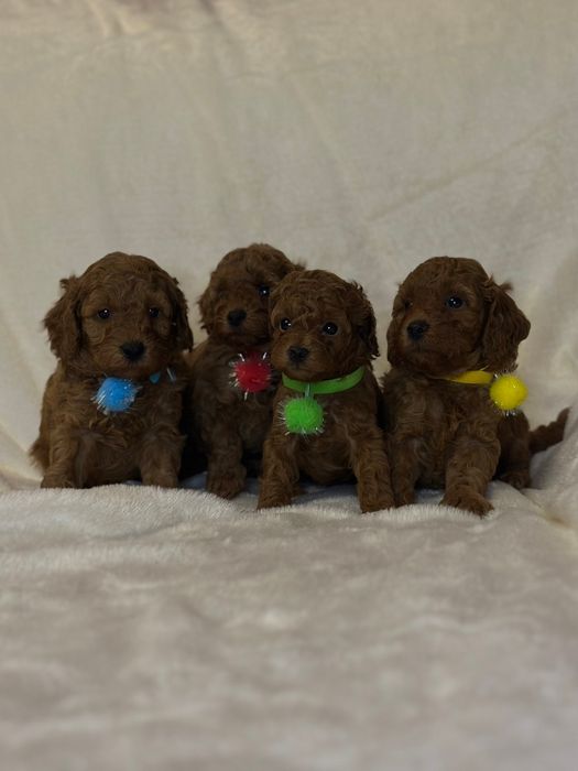 Хлопці той пудель