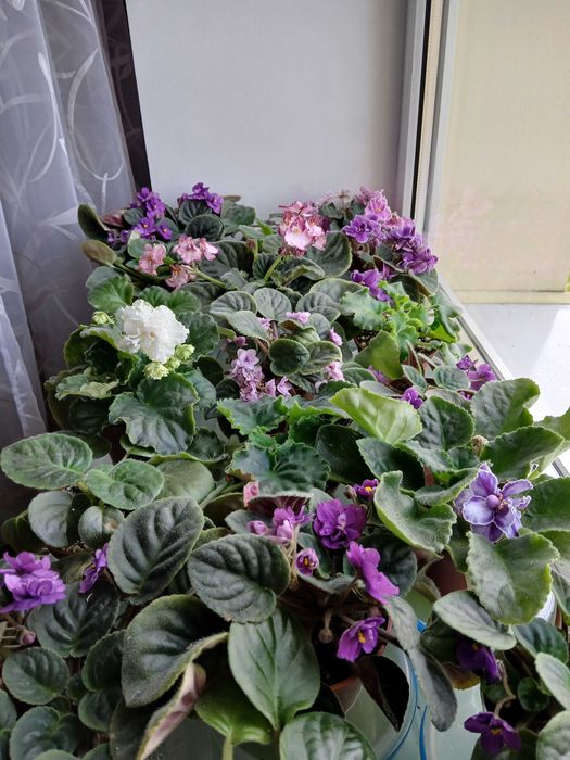 Пропуную молоді фіалки