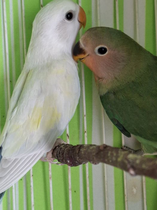 Agaponis com dois meses