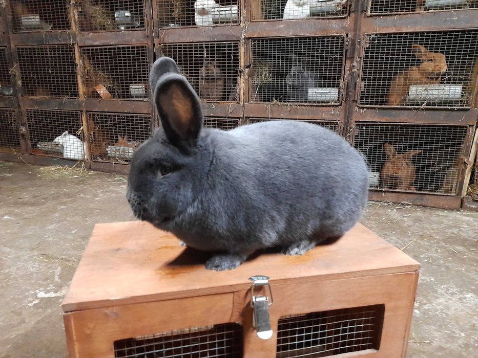 Wiedeński Niebieskie samiec samica