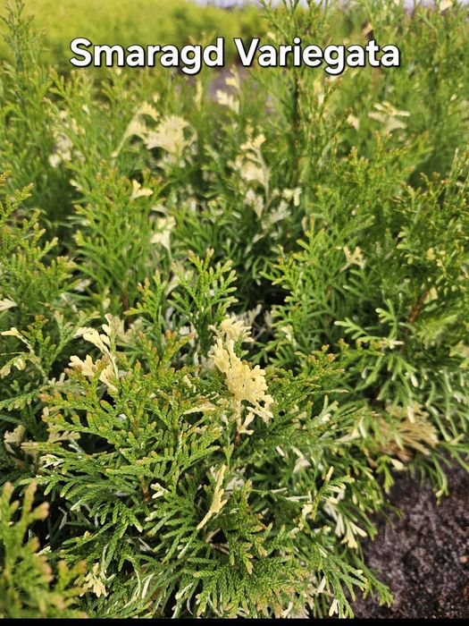 Tuja 'Smaragd Witbont, Witche, Variegata' - dwuletnie sadzonki