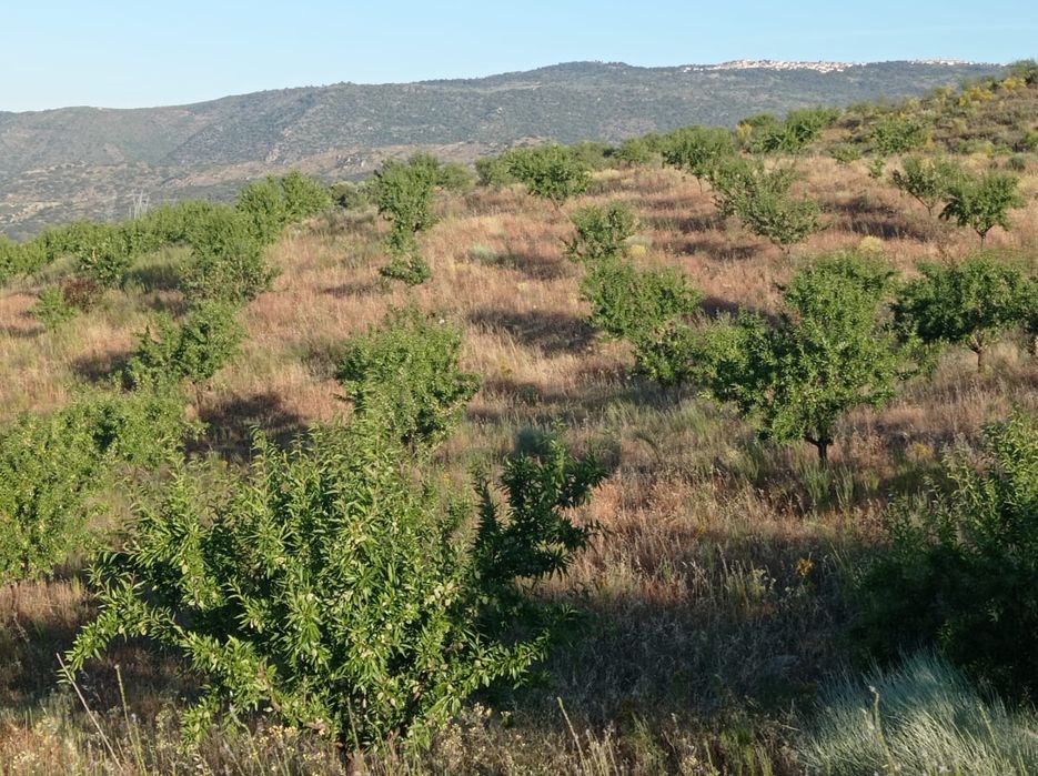 Terreno Rustico em Sequeiros - Torre de Moncorvo