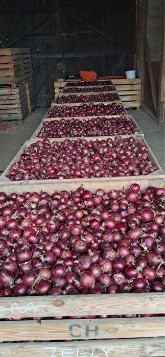 Cebula Prosto z Gospodarstwa