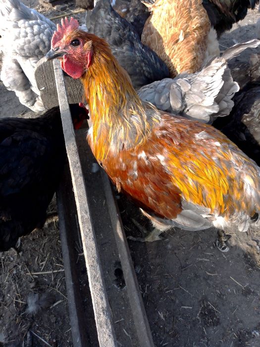 Продам петухів на плем'я.    .
