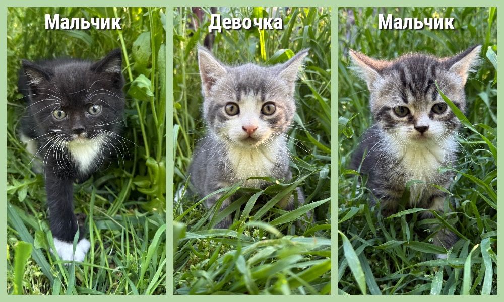 В очень добрые руки