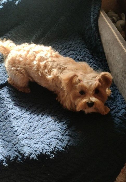 Мальтіпу ф1 хлопчик