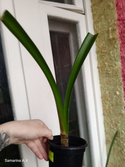 Філодендрон. Епіпремнум. Сингоніум