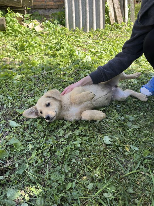 Вінниця та район!!!Віддамо безкоштовно двух цуциків в добрі руки!!