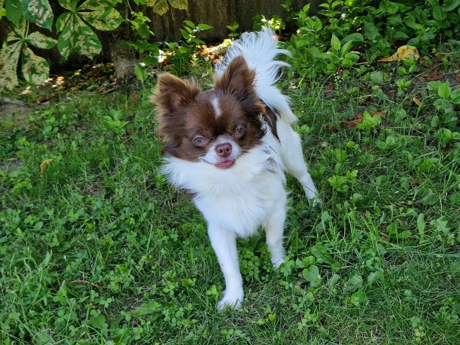 Chihuahua długowłosy biało- czekoladowy.