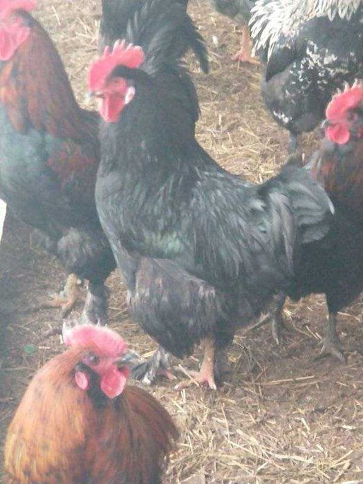 Продам домашніх півнів