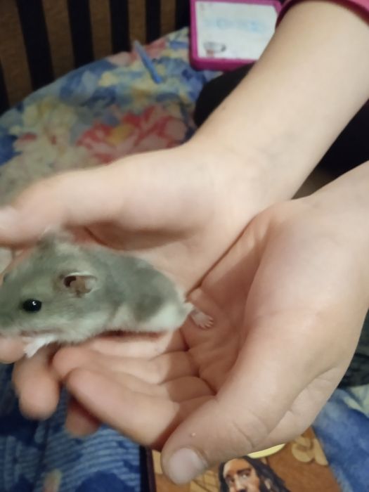 Хомячкі Джунгарікі,