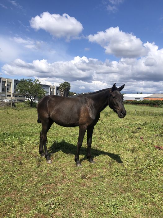 Poldra Cruzado Português